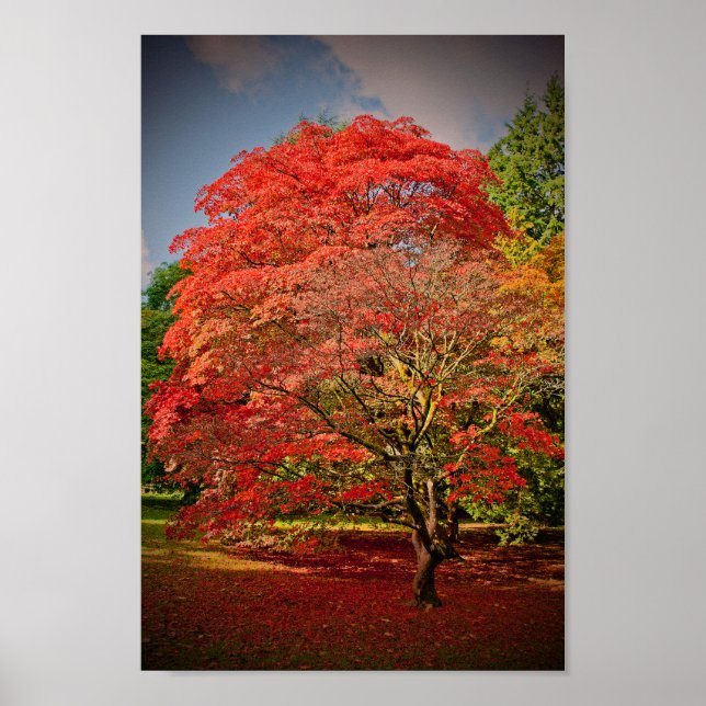 Autumn Acer Tree Westonbirt Arboretum Cotswolds Poster (Vorne)