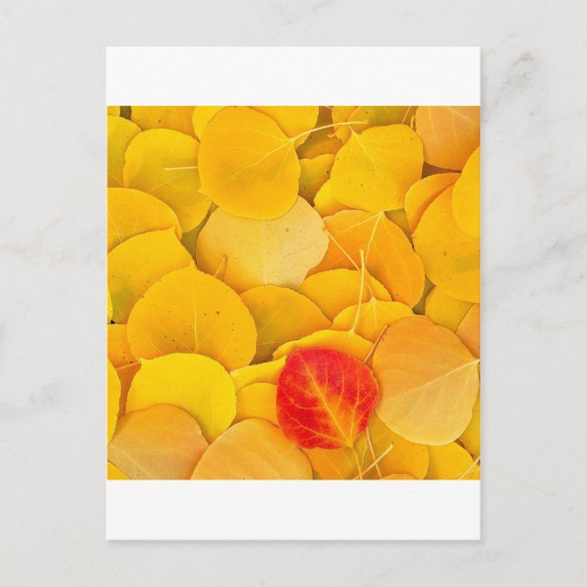 Autumn Aspen Blätter Eastern Sierra California Postkarte (Vorderseite)