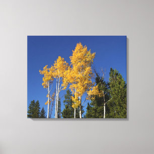 Autumn Aspen Brilliant und Colorado Blue Skies Leinwanddruck