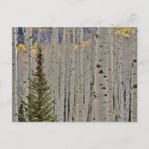 Autumn Aspen Groves   Colorado Rocky Mountains Postkarte