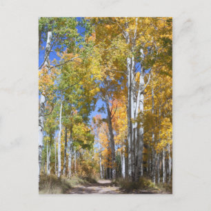 Autumn Aspens on Pinyon Mesa Postkarte