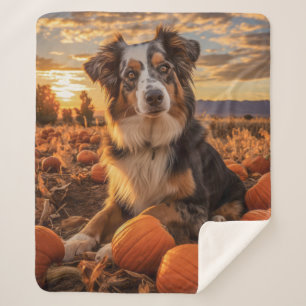 Autumn Australian Shepherd Sherpadecke