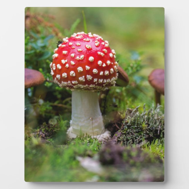 Autumn Beauty Fotoplatte (Vorderseite)