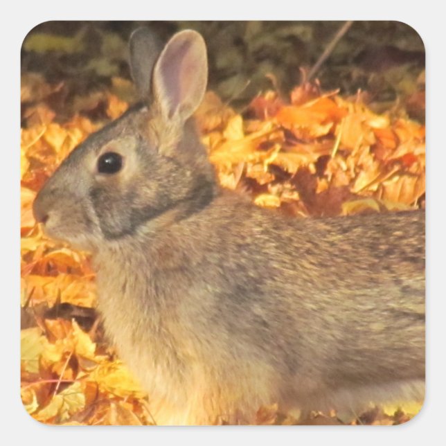 Autumn Bunny Quadratischer Aufkleber (Vorderseite)