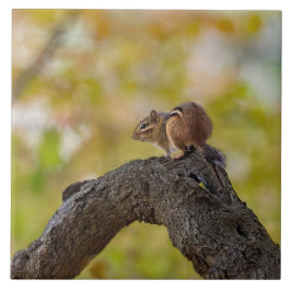 Autumn Chipmunk Fliese