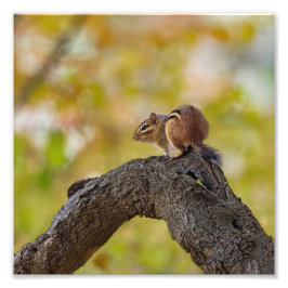 Autumn Chipmunk Fotodruck