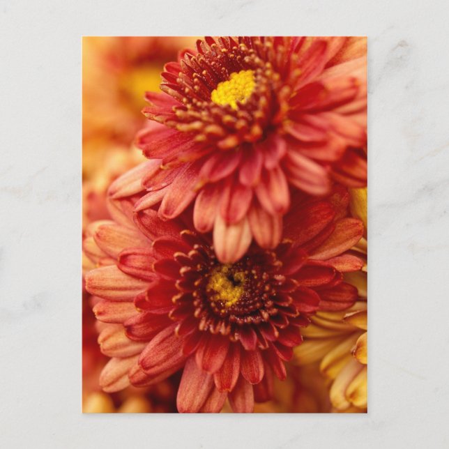 Autumn Chrysanthemum Flowers - Red and Gold Postkarte (Vorderseite)