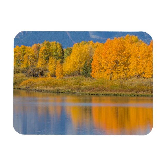Autumn Colored Aspen Trees Magnet (Horizontal)