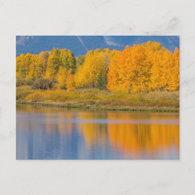 Autumn Colored Aspen Trees Postkarte (Vorderseite)