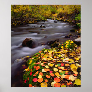 Autumn Colors along McGee Creek Poster