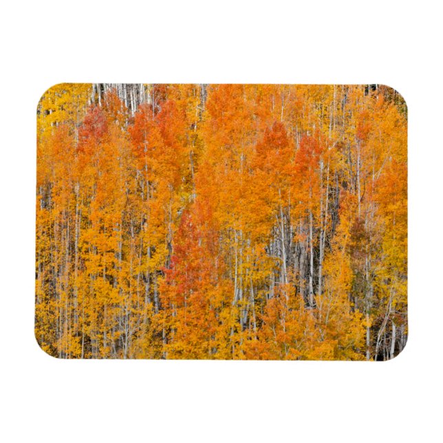 Autumn Colors on Aspen Groves Magnet (Horizontal)