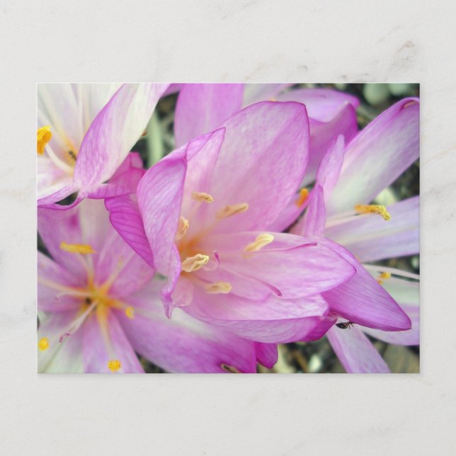Autumn Crocus Ankündigungspostkarte (Vorderseite)