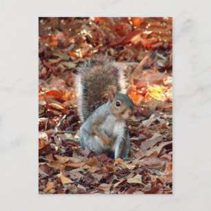 Autumn Eichirrel Postkarte