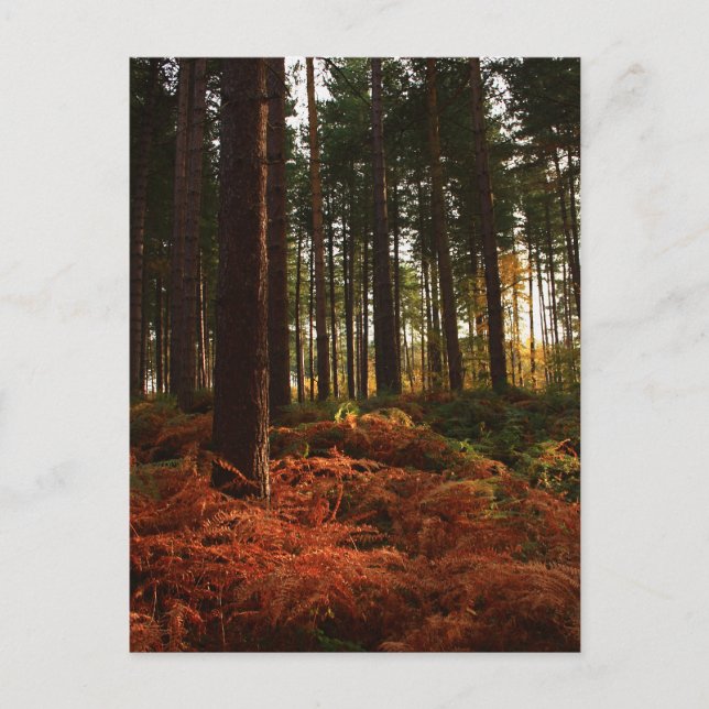 Autumn Ferns Postkarte (Vorderseite)