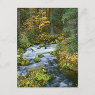 Autumn foliage & Douglas Fir Border Roaring River Postkarte