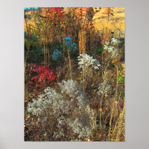 Autumn Grasses Poster