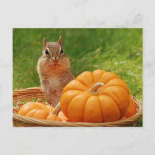 Autumn Harvest Chipmunk Postkarte