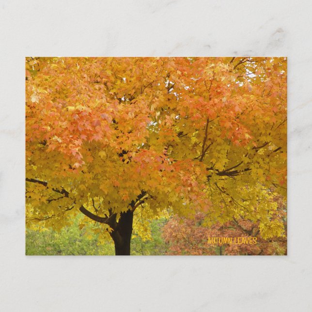 AUTUMN-HERBSTLAUB POSTKARTE (Vorderseite)