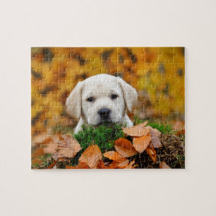 Autumn Labrador