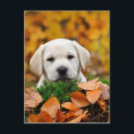 Autumn Labrador Postkarte<br><div class="desc">Labrador Retriever Welpe im Herbst Landschaft</div>