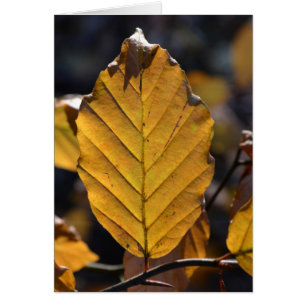 Autumn Leaaf Card