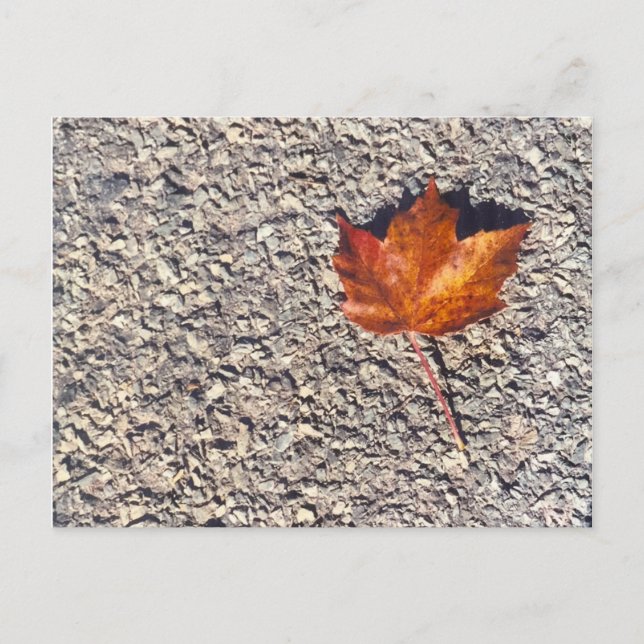 AUTUMN LEAF FOTO POSTCARD POSTKARTE (Vorderseite)