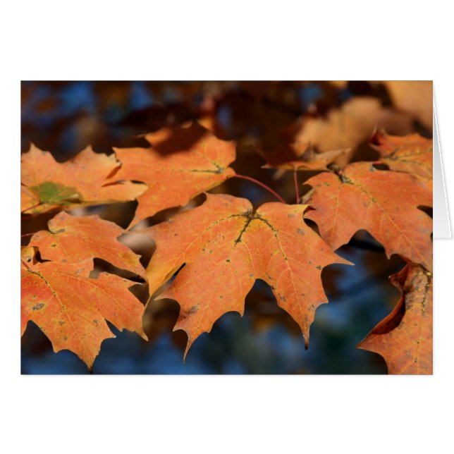 Autumn Leaves Card (Vorderseite (Horizontal))