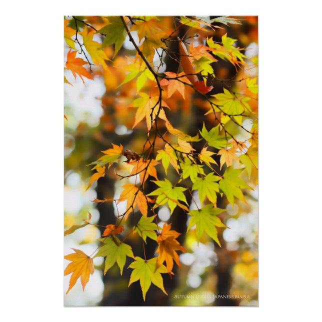 Autumn Leaves [Glossy Poster] Poster (Vorderseite)