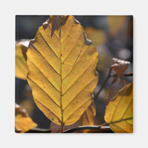 Autumn Leaves Magnet