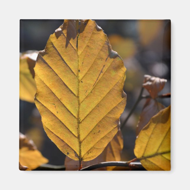 Autumn Leaves Magnet (Vorne)
