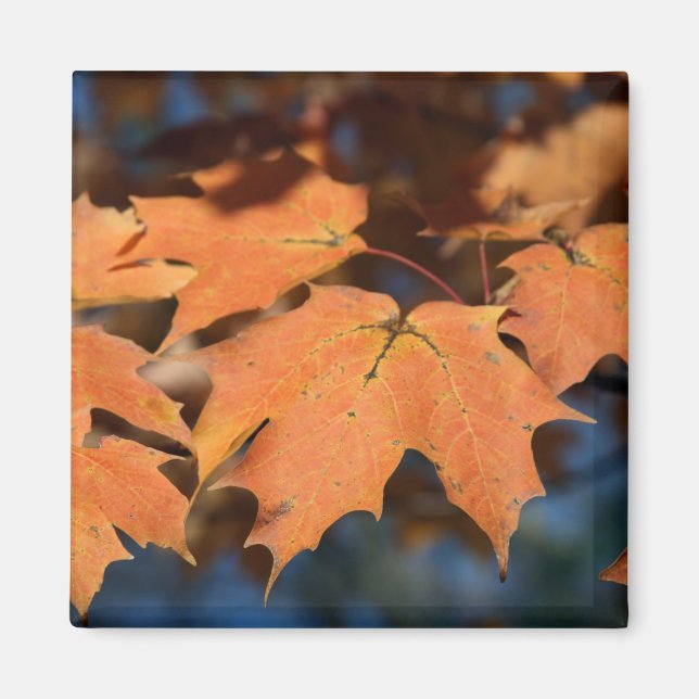 Autumn Leaves Magnet (Vorne)