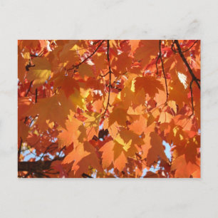 Autumn Leaves Postcard Bright Orange Herbstlaube Postkarte