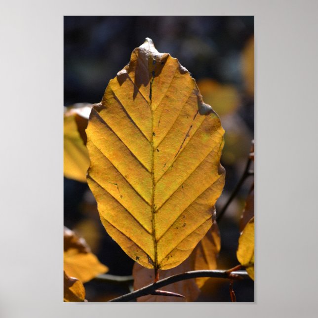 Autumn Oak Leaf Poster (Vorne)