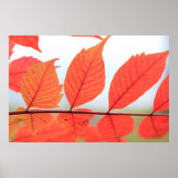 Autumn Orange Leaves
