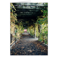 Autumn Pergola