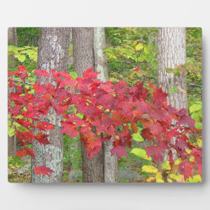 Autumn Red Plaque Fotoplatte
