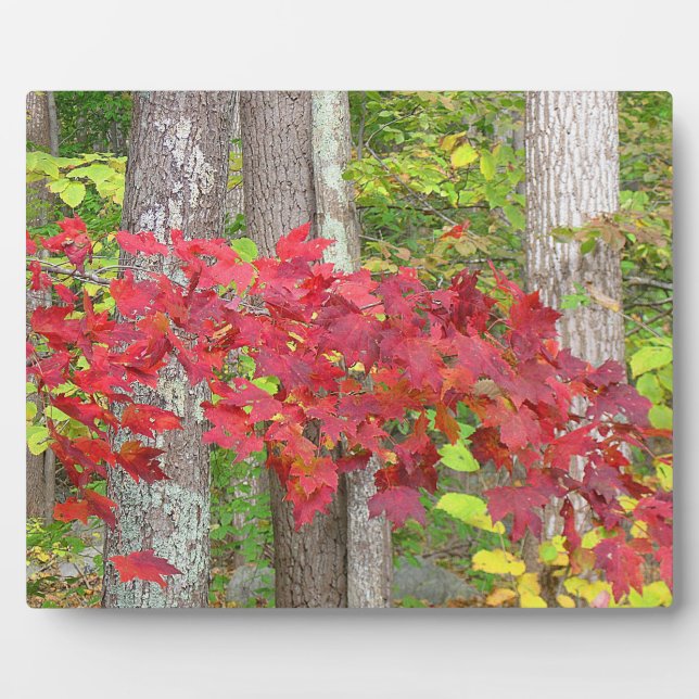Autumn Red Plaque Fotoplatte (Vorderseite)