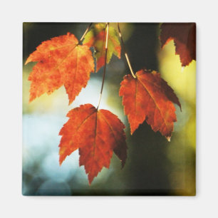 Autumn Splendor Magnet