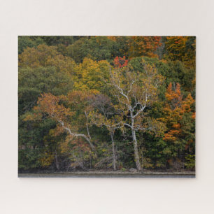 Autumn Sycamores
