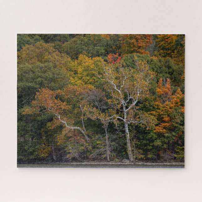 Autumn Sycamores (Horizontal)