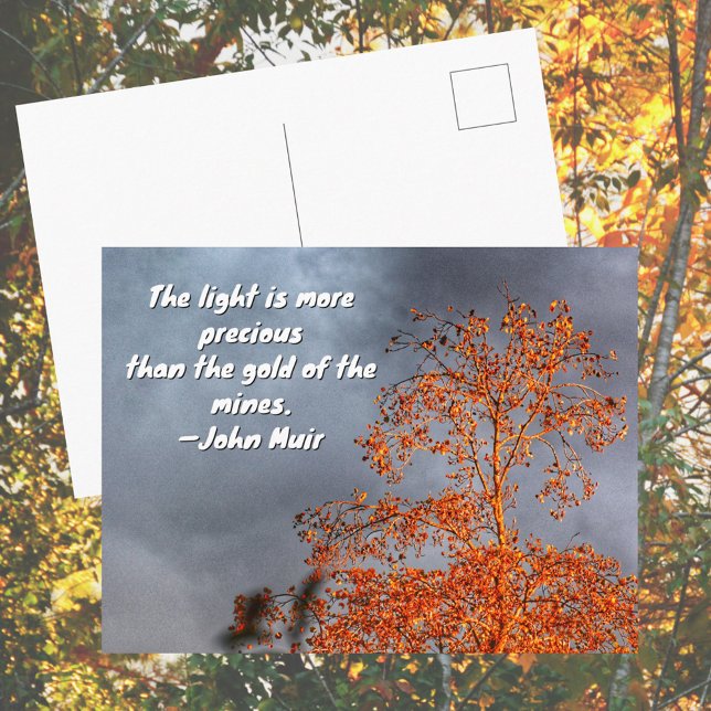Autumn Tree Golden Light John Muir Nature Quote Postkarte (Von Creator hochgeladen)