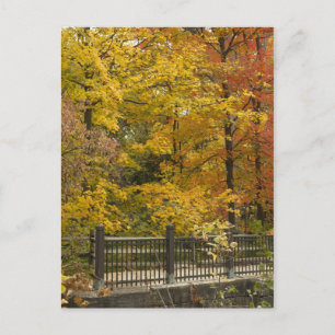 Autumn Vine Weddinga Postkarte