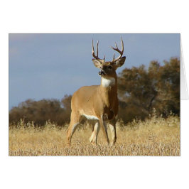 Autumn Whitetail Buck