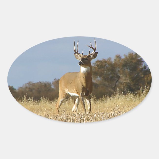 Autumn Whitetail Buck Ovaler Aufkleber (Vorderseite)