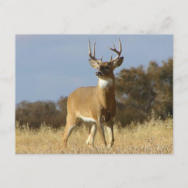 Autumn Whitetail Buck Postkarte