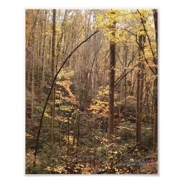 Autumn Woodland Fotodruck (Vorne)