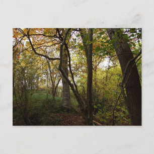Autumn Woods Postcard Postkarte