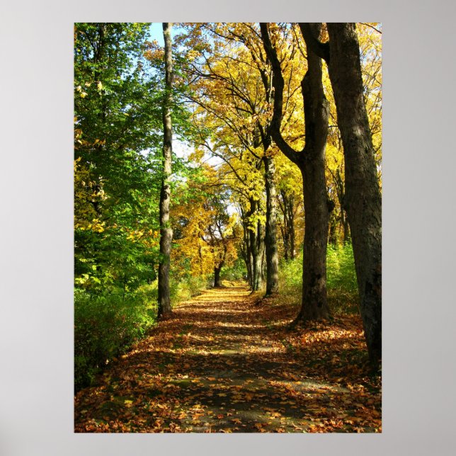 autumn woods poster (Vorne)