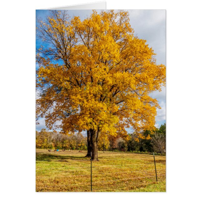 Autumn Yellow Sugar Maple Greeting Card (Vorne)