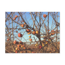 Autumnal Apples Foto